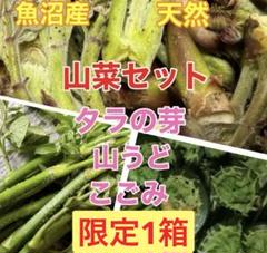 2025年最新】天然タラの芽の人気アイテム - メルカリ