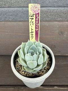 多肉植物 おらいさん苗 ミックスベリア 青札苗 カット苗セット
