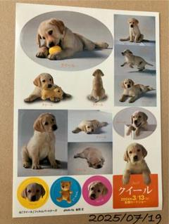 未使用長期保管品　クイール　シール　1シート(シール:14枚)