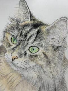 ふんわり子猫のまなざし(鉛筆画)(A4サイズ)(額無し) 色鉛筆画 猫 A4 - メルカリ