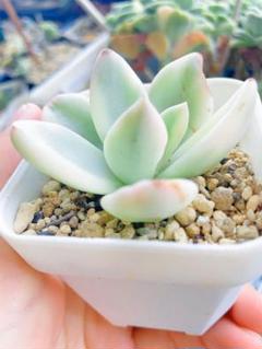 Echeveria 'Avocado Cream錦　超レア　白覆輪　多肉植物抜き Echeveria 'Avocado Cream錦 超レア 白覆輪 多肉植物抜き - メルカリ