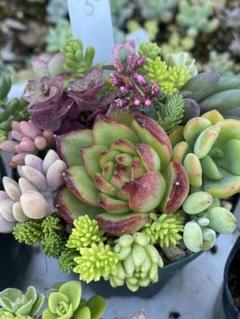 ★男の多肉屋★多肉植物〈カット苗〉☆詰め合わせセット♪☆ 寄せ植えセット カット苗 詰め合わせ 多肉植物 - メルカリ
