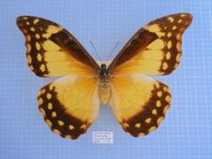 最終値下げ　蝶　標本　003   40×30センチ 厚さ6センチ 楽天市場】昆虫標本 蝶の標本 ギフチョウ 岐阜チョウ アクリル
