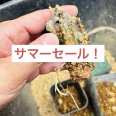 サマーセール！希少 ソマリア産 アデニア アクレアータ 発根済み