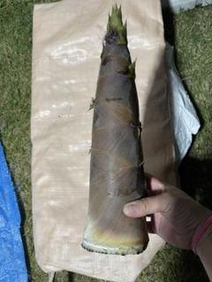 ハチク15㎏〜　岐阜県産　無農薬 ハチク15㎏〜 岐阜県産 無農薬 - メルカリ