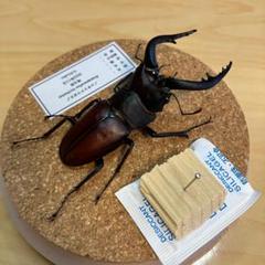昆虫標本】ノコギリクワガタ ガラスケース入り - メルカリ