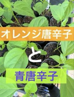 珍しい オレンジ唐辛子2本 青唐辛子3本 農薬不使用栽培のサムネイル