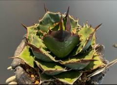 【MW】国産優良血統　緑犀牛　巌竜　チタノタ　agave オテロイ アガベ MW】国産優良血統 緑犀牛 巌竜 チタノタ agave オテロイ アガベ