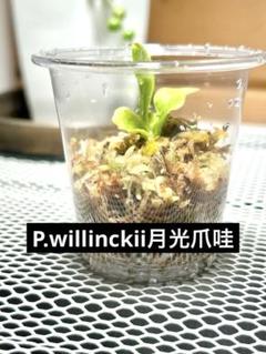 2025年最新】P.willinckiiの人気アイテム - メルカリ