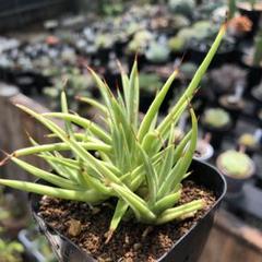 アガベ ストリクタ バリエガータ＇吹上錦＇ ROUKA | アガベ ストリクタ ' 吹上錦 ' Agave stricta variegata