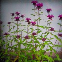 タイマツソウ 苗の中古 未使用品 メルカリ