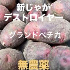 デストロイヤー 新じゃが 掘り立て 栽培期間中 無農薬 無肥料 2025年6月から】無農薬 デストロイヤー(じゃがいも) – Organic