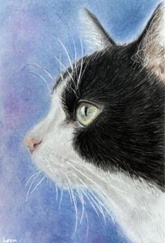 色鉛筆画 A4 ハチワレ猫126 色鉛筆画 A4 ハチワレ猫126Ω