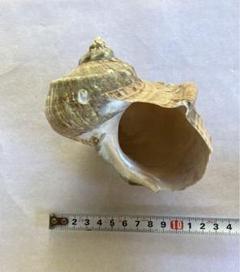 貝殻　夜光貝　ヤコウガイ　11cm