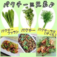 パクチー3兄弟