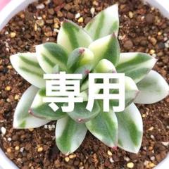 専用コーナー　88 ヴィクトリア錦　最上級斑入り　発根済み　多肉植物　輸入苗 専用コーナー 88 ヴィクトリア錦 最上級斑入り 発根済み 多肉