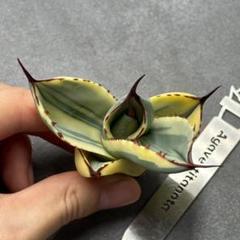 え*ん様 アガベ ・精品・パリートルンカータ'オリザバ' 抜き苗・極上美株 多肉植物・アガベ ・精品・パリートルンカータ'オリザバ' 抜き苗