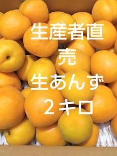 家庭用生あんず６キロ 信州千曲市森あんずの゙里産　生産者直売 楽天市場】レビュー高評価 発送中 生あんず 5kg 2025 長野県千曲