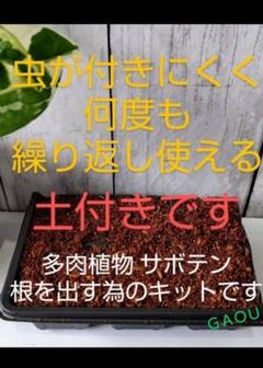 多肉植物 根だし 栽培キット 6連ポット 土付き