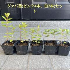 「極稀」エジプトグアバ苗木2株セット 極稀」エジプトグアバ苗木2株セット - メルカリ