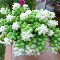 多肉植物 お買い得セット ビアホップ雪花玉 花月 ロココ 銭串錦 吹雪の松 多肉植物❣️ビアホップ雪花玉✨頭3 抜き苗 - メルカリ