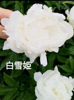 芍薬＿白雪姫 | Jimmy DESIGN FLORAL