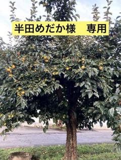 2025年最新】柿の葉 メダカの人気アイテム - メルカリ