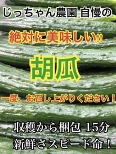 胡瓜 きゅうり キュウリ 新鮮野菜 農家直送