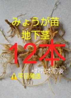 ミョウガ苗.地下茎♥野菜☆塩漬け☆漬物☆醤油漬け☆ゴマ油炒め☆天ぷら☆味噌汁