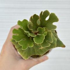 P.ridleyi dwarf silver 304 - メルカリ