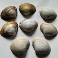 白と茶色の二枚貝 自然の貝殻 8個セット - メルカリ