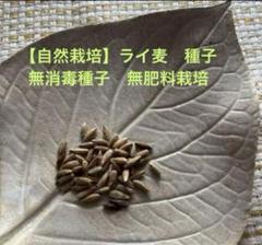 ライ麦 ヒンメリ用 自家栽培　長さ色々1450本　無農薬無漂白無洗浄 大きな二重窓」のヒンメリキット【作り方動画付き・無農薬ライ麦