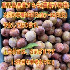 楽天市場】無農薬 すももの通販