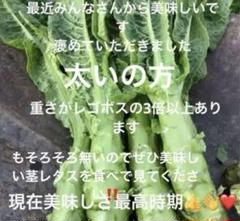 【冷蔵便】新鲜莴笋/朝採り/茎レタス/ステムレタス/長野県産/10kg入 冷蔵便】新鲜莴笋/朝採り/茎レタス/ステムレタス/長野県産/10kg