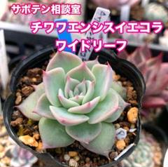 多肉植物（サボテン相談室さん）チワワエンシスイエコラワイド