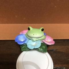 コポーカエル　朝顔に囲まれて。