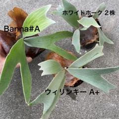 ビカクシダ 4株 バンナ ホワイトホーク ウィリンキーAプラス コウモリラン ビカクシダ 4株 バンナ ホワイトホーク ウィリンキーAプラス