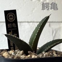 超良型 コレクション株☆ Agave Titanota ”鰐亀”☆アガベ