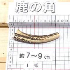 鹿の角 I46 1本7～9㎝ 兵庫県産 鹿角 鹿のツノ しかつの