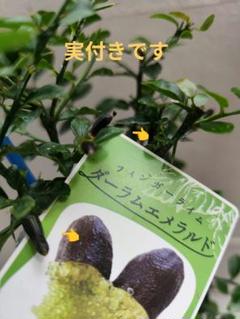 新品正規品  myaak様専用 フィンガーライムa①ダーラムエメラルド ジャリー フルーツ・果実