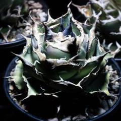 PM3 特選中株 アガベ チタノタ 黒豹 極上狂棘大甲蓋 多肉植物