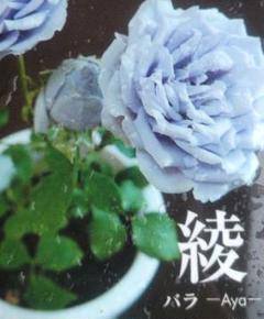 バラ苗木 綾 希少品種 薔薇 蕾付き 正規品 ラベル付 バラ苗木 綾 希少品種 薔薇 蕾付き 正規品 ラベル付 - メルカリ