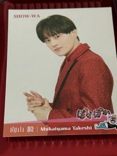 SHOW-WA つっつん アクキー・ステッカー・ネームプレート・缶バッジ・名刺 SHOW-WA 井筒雄太 つっつん ランダム缶バッジ＋ぽかぽか