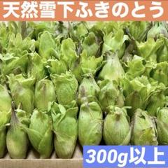 山形県産 天然 ふきのとう 300g 以上 採れたて 新鮮 野菜 その