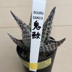 2025年最新】ロウルサンコの人気アイテム - メルカリ
