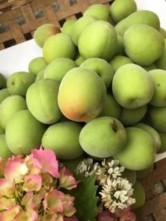 南高青梅 1kg 大粒