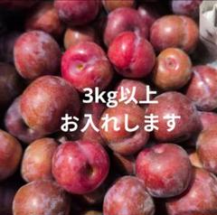 ★最終SALE★お得な3キロ！奄美のすもも　プラム　ガラリ 最終SALE お得な3キロ 安心無農薬栽培 奄美のすもも プラム