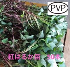 のんたん様200本5月上旬7日頃着希望発送分茨城県産紅はるかさつまいも苗 楽天市場】【ふるさと納税】【2025年12月より順次発送】【選べる