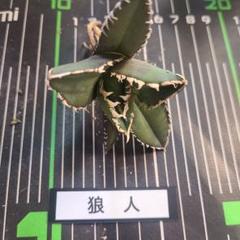 限定価格】 アガベ チタノタ 狼人 親株出品 特選 タグ付き