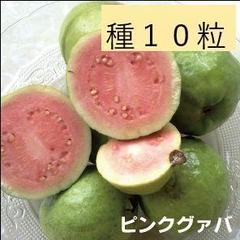 新鮮な女王グアバ 2 kg 2025年最新】グアバの人気アイテム - メルカリ